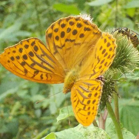 Haus Liesertal Üdersdorf