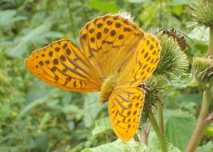 Haus Liesertal Üdersdorf